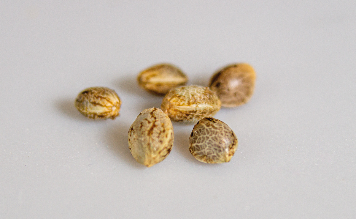 Cbd Cannabis Seeds